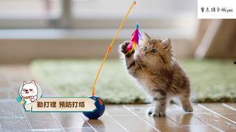 娱乐吃瓜小猫咪视频,揭秘娱乐圈那些事儿