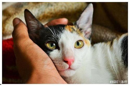 娱乐吃瓜酱猫妈妈视频,萌宠视频带你笑翻天